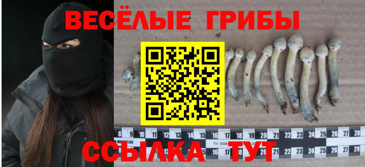 Галлюциногенные грибы Psilocybine cubensis  Вход с VPN  Шумерля  магазин продажи   Псилоцибиновые грибы прущие грибы 
